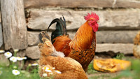 vesnice cock-1508585 1280